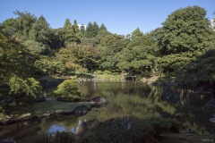 旧古河庭園 日本庭園の池