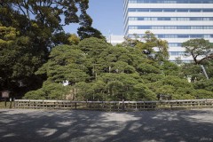 浜離宮恩賜庭園 三百年の松