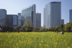 浜離宮恩賜庭園 菜の花とビル群