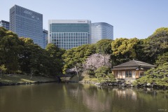 浜離宮恩賜庭園 池のほとりの茶屋と桜