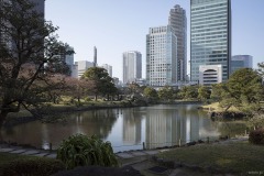 旧芝離宮恩賜庭園 水面に映る高層ビル群