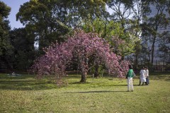 旧芝離宮恩賜庭園 芝生と八重桜