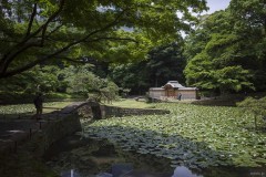 小石川後楽園 睡蓮の池