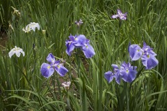 小石川後楽園 花菖蒲
