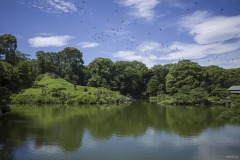 清澄庭園 池の中島と飛び交う鳥