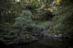 殿ヶ谷戸庭園 松と池