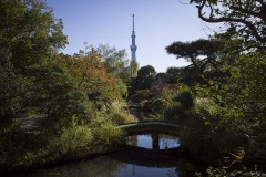 向島百花園 池の橋ごしに望むスカイツリー