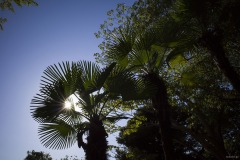 向島百花園 逆光に透ける葉