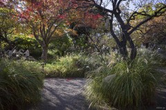 向島百花園 秋草の茂る園路