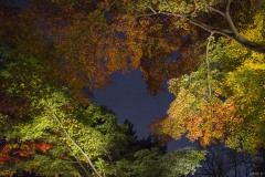 六義園 見上げた紅葉のライトアップ