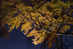 六義園 夜空にのびる紅葉の枝