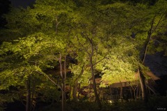 六義園 木立の奥に灯るつつじ茶屋