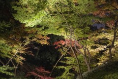 六義園 緑と紅が混じる夜の木立
