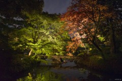 六義園 ライトアップされた紅葉と橋