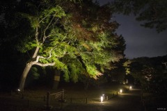 六義園 枝を広げる大木の足元の灯り