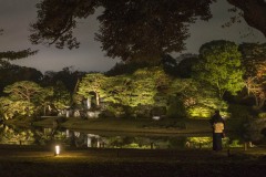 六義園 灯籠の立つ夜の池畔