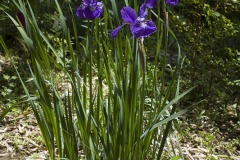 旧村川別荘 アヤメ