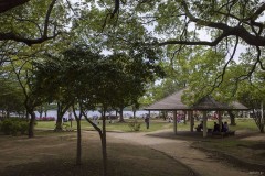 手賀沼公園 樹林と東屋