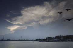 手賀沼 夕空を飛ぶ鳥