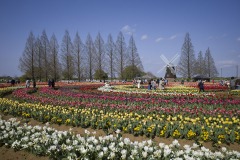 あけぼの山農業公園 チューリップ 風車と色帯の花畑