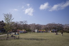 あけぼの山公園 さくら山