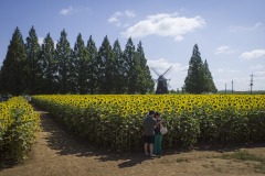 あけぼの山農業公園 ひまわり 風車と花畑の小径