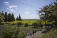 ひまわり 高台から見た花畑