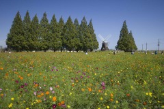 あけぼの山農業公園 コスモス メタセコイアと風車の畑