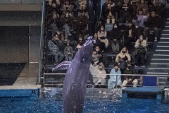 アクアパーク品川 ザ スタジアム トレーナーを乗せたイルカ