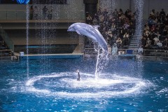 アクアパーク品川 ザ スタジアム 水面から跳ぶイルカ