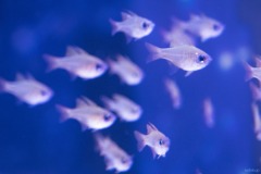 マジカルグラウンド