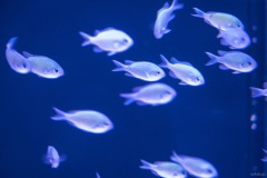 マジカルグラウンド