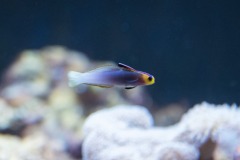 マジカルグラウンド