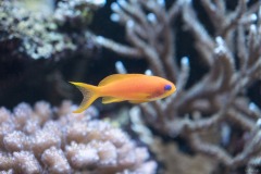 マジカルグラウンド