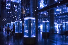 ジェリーフィッシュランブル