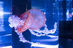 ジェリーフィッシュランブル