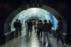 ワンダーチューブ