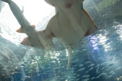 ワンダーチューブ