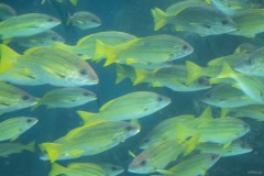 ワンダーチューブ