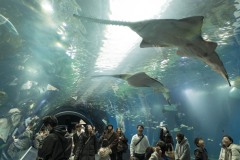 ワンダーチューブ