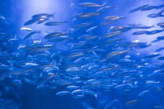 リトルパラダイス 青い水槽の魚群
