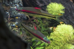 リトルパラダイス