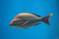 リトルパラダイス ヒメフエダイ