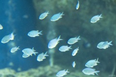 リトルパラダイス