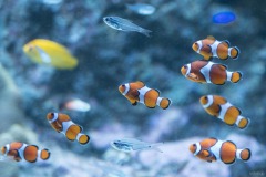 リトルパラダイス カクレクマノミ