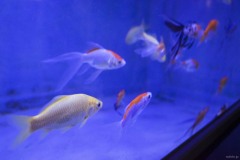 白池地獄 熱帯魚館 青い水槽の熱帯魚