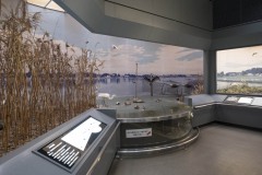 手賀沼の自然と鳥たち