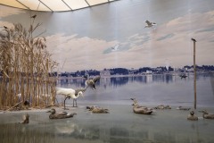 冬の手賀沼の情景