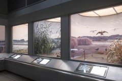 手賀沼の自然と鳥たち