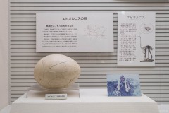 エピオルニスの卵